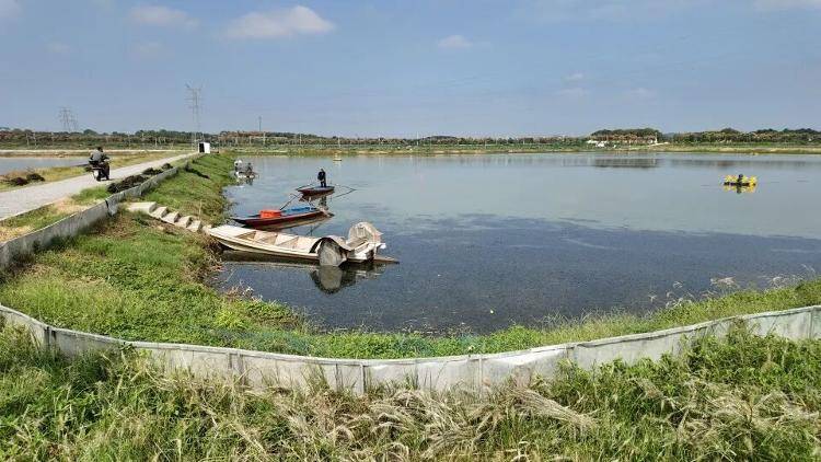 武漢江夏一地大閘蟹大量上市<strong></p>
<p>西鳳酒
</strong>，日產(chǎn)1000斤當(dāng)天售完，每只螃蟹有自己的“身份證”，吃深海小黃魚長大:西鳳酒
