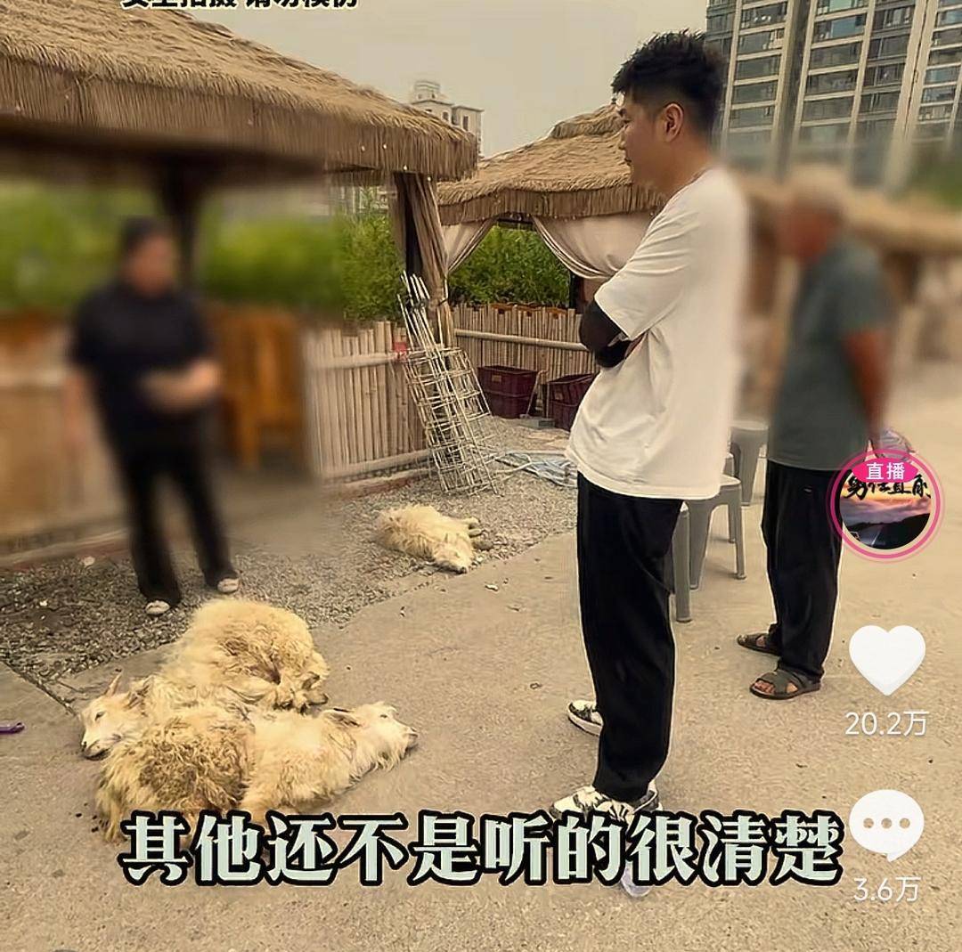 60斤活羊實際只有30多斤<strong></p>
<p>西鳳酒
</strong>！博主打假重慶兩家烤全羊店獲“退一賠三”:西鳳酒
