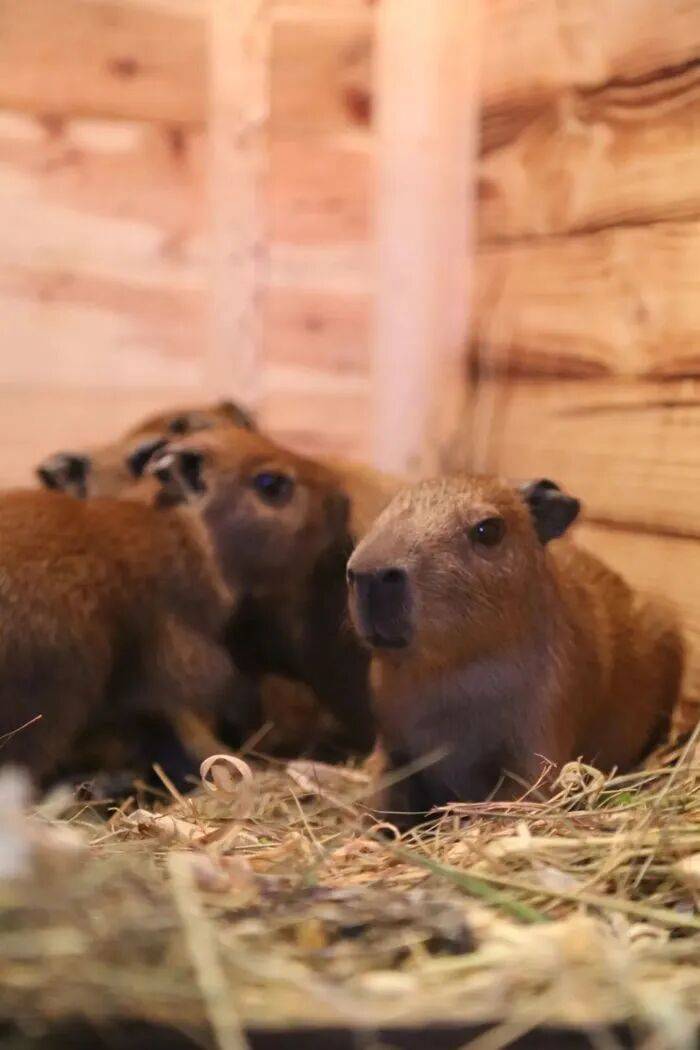 出生1小時(shí)就能獨(dú)立行走，濟(jì)南動(dòng)物園“果果”和“豚豚”的4只新生幼崽，周末和市民見(jiàn)面:西鳳酒
